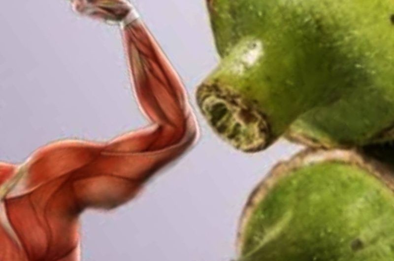 okra the ultimate superfood for healing and wellness