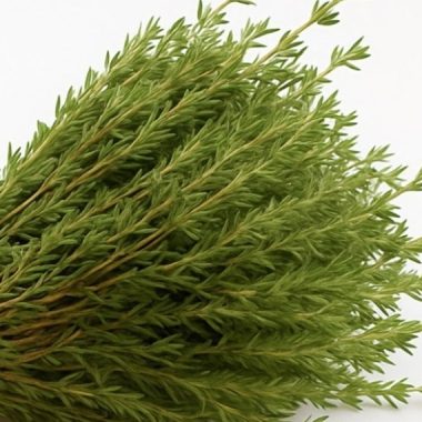 oregano oil recipe unlock natures healing powers with this ancient herb