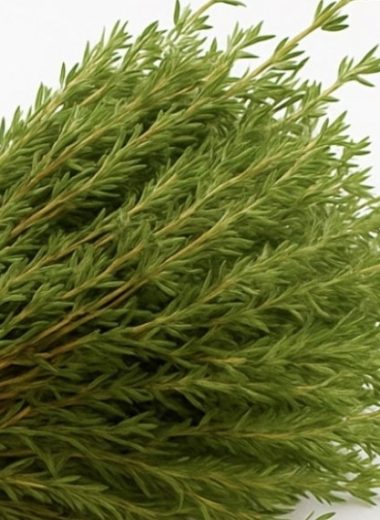 oregano oil recipe unlock natures healing powers with this ancient herb