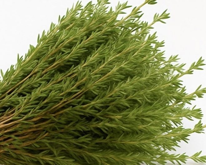oregano oil recipe unlock natures healing powers with this ancient herb