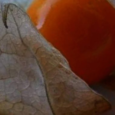 physalis canapum the golden treasure plant and its incredible health benefits