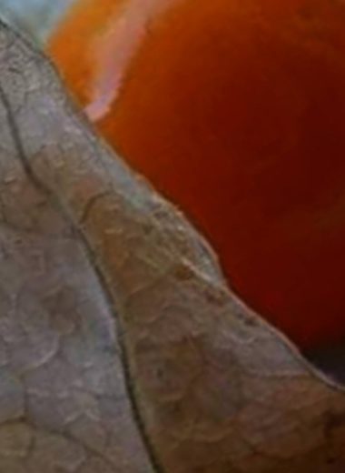 physalis canapum the golden treasure plant and its incredible health benefits
