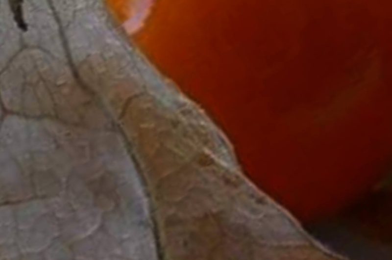 physalis canapum the golden treasure plant and its incredible health benefits