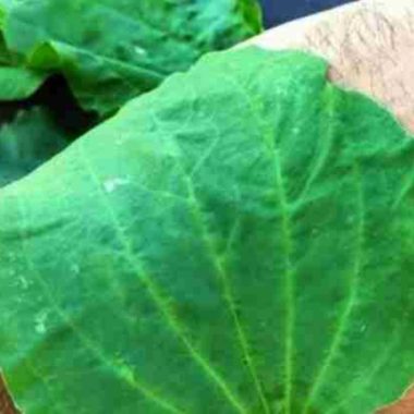plantain the ultimate healing herb for head to toe wellness
