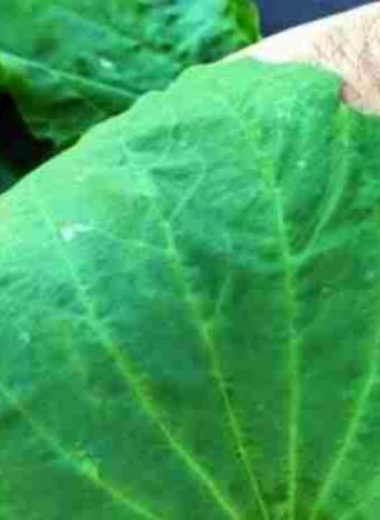 plantain the ultimate healing herb for head to toe wellness
