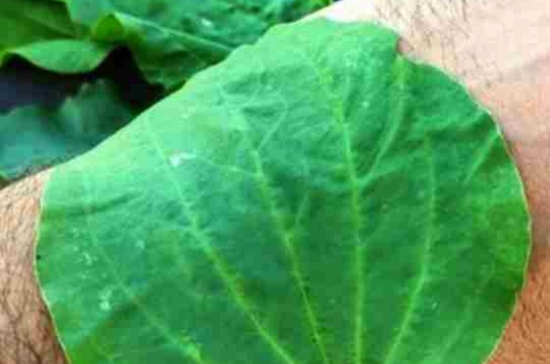 plantain the ultimate healing herb for head to toe wellness
