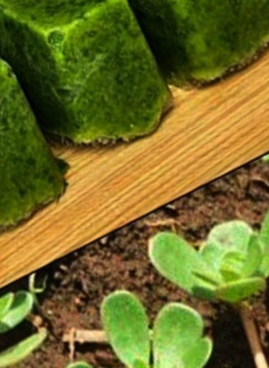purslane power unlocking the superfoods health benefits and delicious recipes