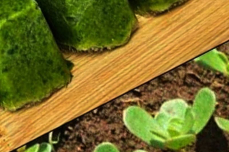 purslane power unlocking the superfoods health benefits and delicious recipes