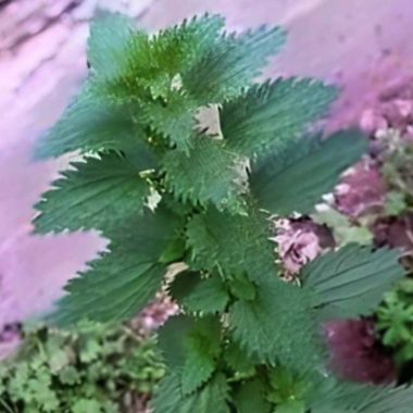 rejuvenating nettle tea the natural secret to youthful skin and vitality