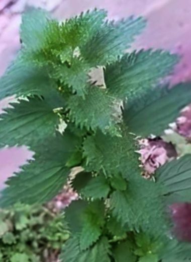 rejuvenating nettle tea the natural secret to youthful skin and vitality