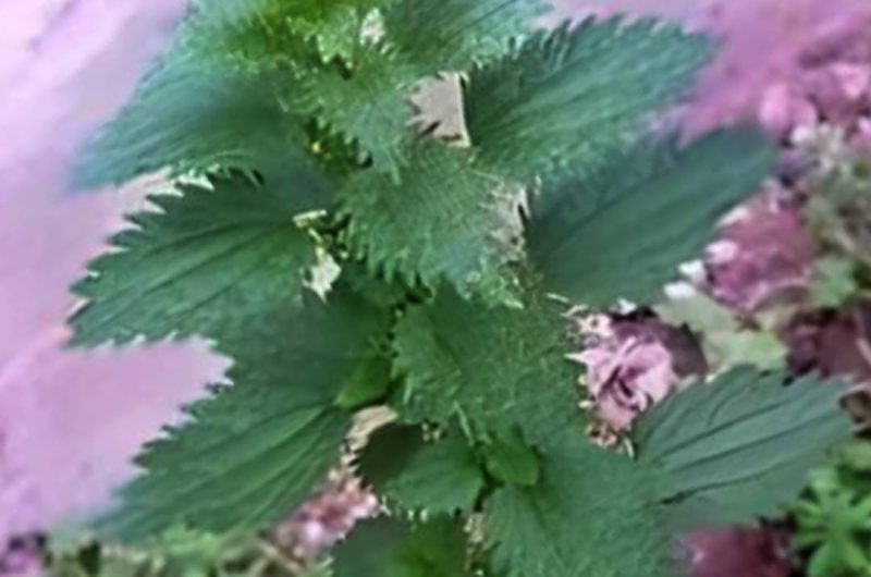 rejuvenating nettle tea the natural secret to youthful skin and vitality