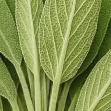 sage natures brain boosting anti inflammatory and joint pain relief superherb