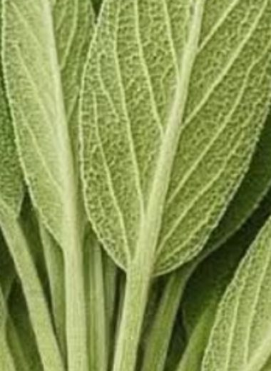 sage natures brain boosting anti inflammatory and joint pain relief superherb