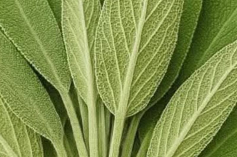 sage natures brain boosting anti inflammatory and joint pain relief superherb