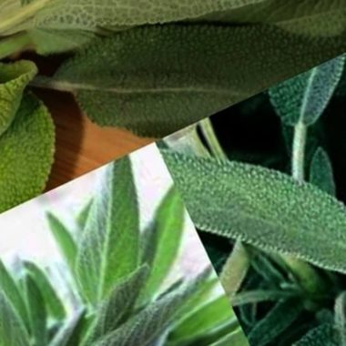 sages healing powers a natural remedy for mind body and soul