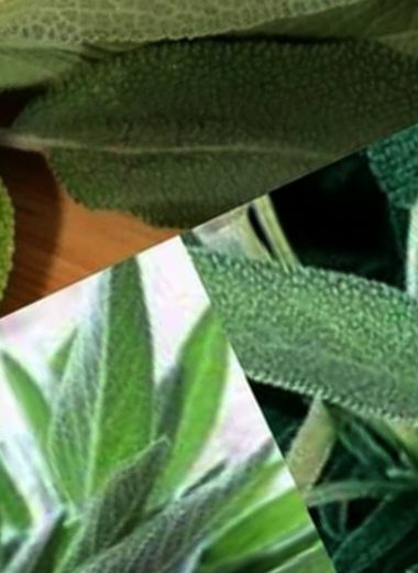 sages healing powers a natural remedy for mind body and soul