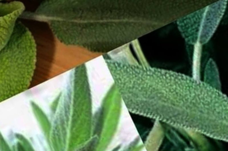 sages healing powers a natural remedy for mind body and soul