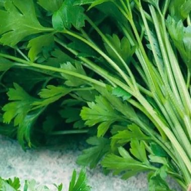 sweet wormwood tea recipe harness the anti cancer power of artemisinin