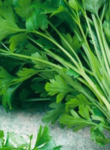 sweet wormwood tea recipe harness the anti cancer power of artemisinin