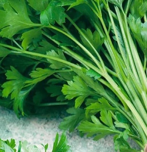 sweet wormwood tea recipe harness the anti cancer power of artemisinin