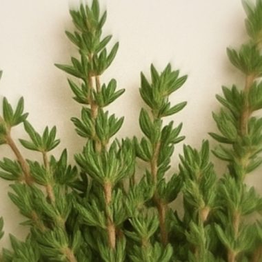 thyme tea natural anti inflammatory remedy for pain and arthritis relief