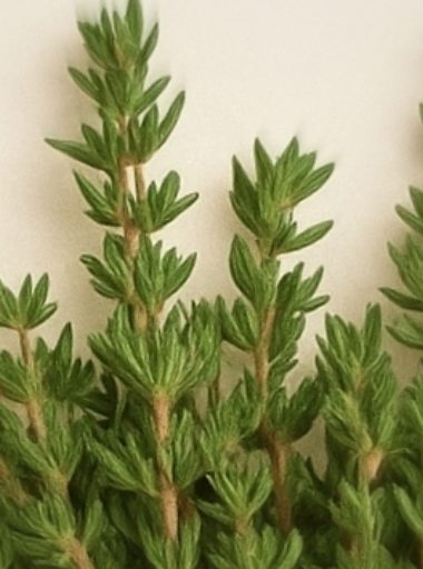 thyme tea natural anti inflammatory remedy for pain and arthritis relief