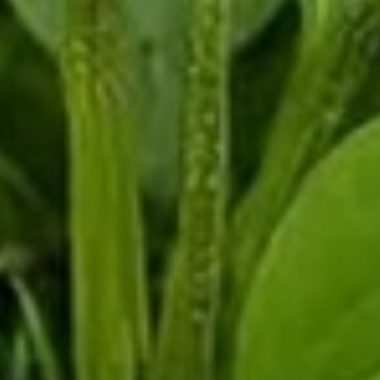 unlock the healing power of plantain a natural remedy for health and wellness