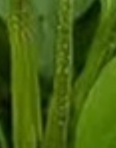 unlock the healing power of plantain a natural remedy for health and wellness