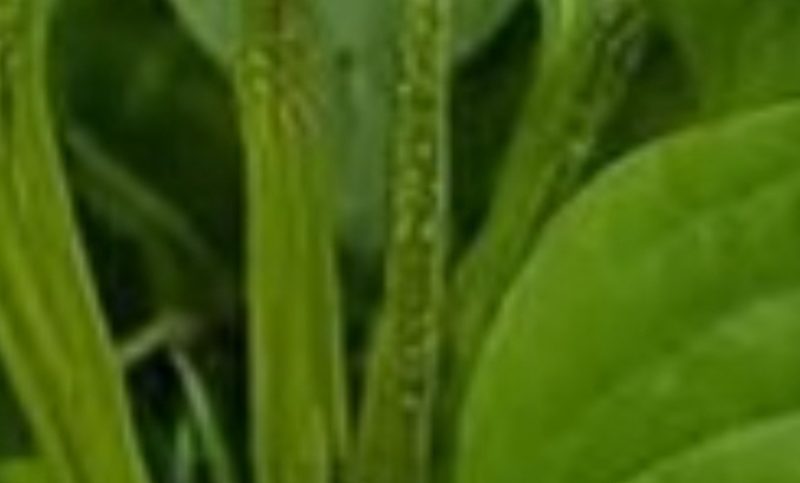 unlock the healing power of plantain a natural remedy for health and wellness
