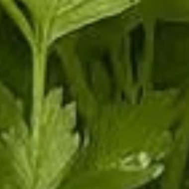 youthful glow unlocked diy parsley collagen face mask for anti aging and radiant skin