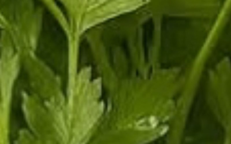 youthful glow unlocked diy parsley collagen face mask for anti aging and radiant skin